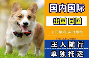 万州区宠物托运公司万州区宠物托运公司万州区宠物托运公司