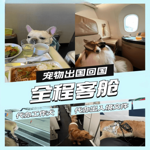 万州区宠物托运到白俄罗斯宠物入境规定和要求